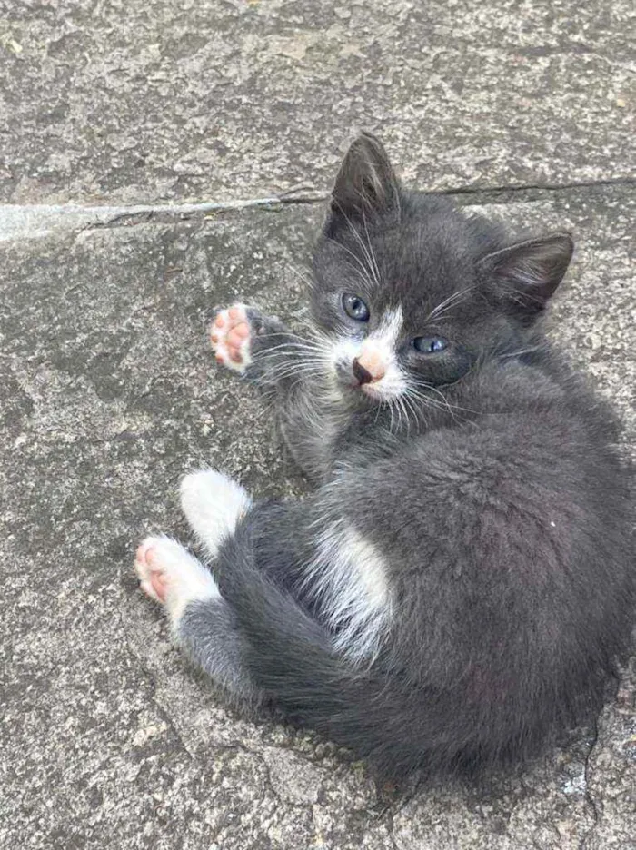 Gato ra a Srd idade 2 a 6 meses nome Ninhada da Pérola 