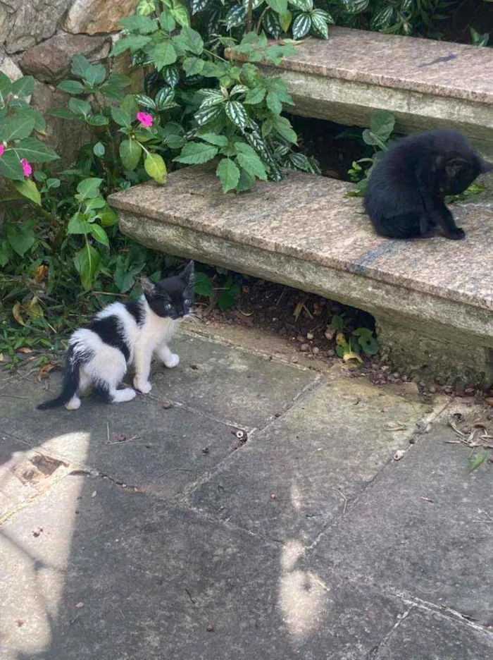 Gato ra a Srd idade 2 a 6 meses nome Ninhada da Pérola 