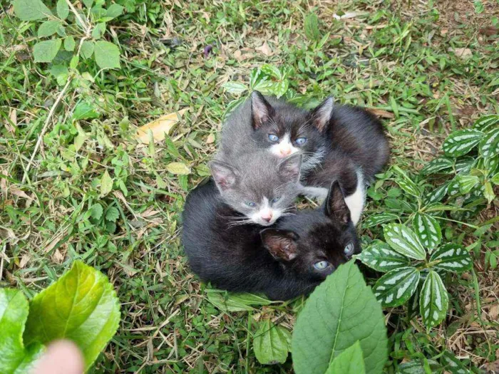 Gato ra a Srd idade 2 a 6 meses nome Ninhada da Pérola 