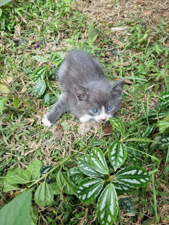 Gato ra a Srd idade 2 a 6 meses nome Ninhada da Pérola 