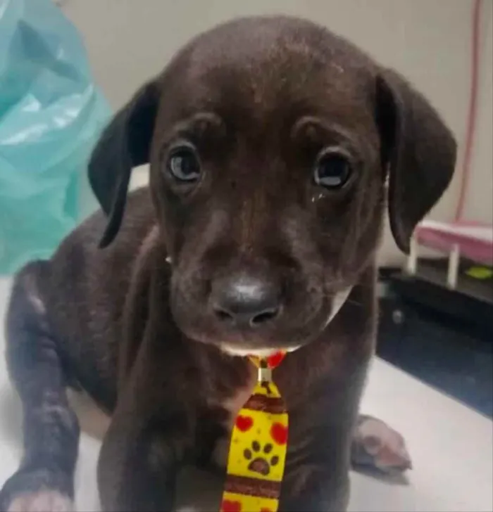 Cachorro ra a Mestiço  idade 2 a 6 meses nome Zeus 