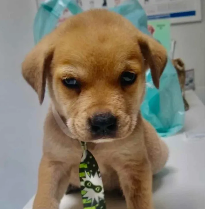 Cachorro ra a Mestiço  idade 2 a 6 meses nome Mike 