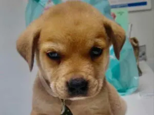 Cachorro raça Mestiço  idade 2 a 6 meses nome Mike 