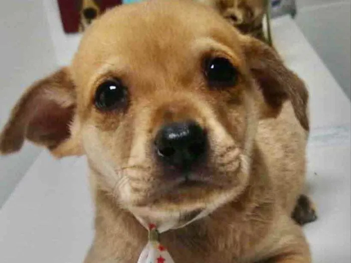 Cachorro ra a Mestiço  idade 2 a 6 meses nome Marley 