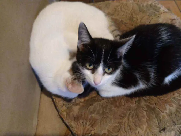 Gato ra a Felino idade 7 a 11 meses nome Frajola
