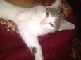Docinho