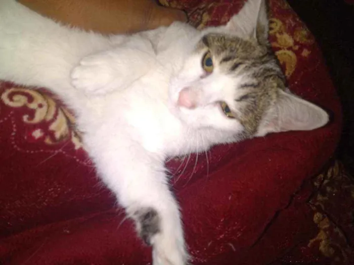Gato ra a Felino idade 7 a 11 meses nome Docinho