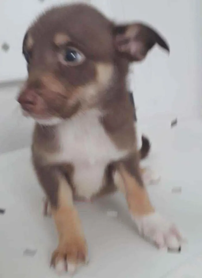 Cachorro raça SRD idade 2 a 6 meses nome PETER