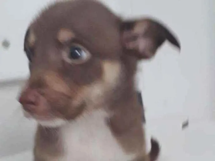 Cachorro raça SRD idade 2 a 6 meses nome PETER