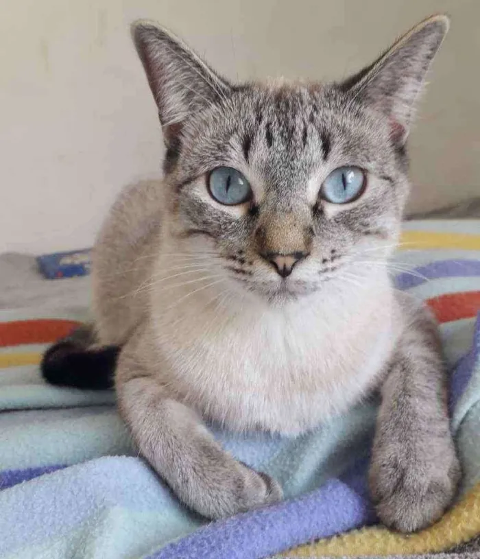 Gato raça SRD idade 1 ano nome GUGA