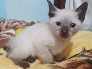 Gato raça SRD idade 2 a 6 meses nome NARIZINHO