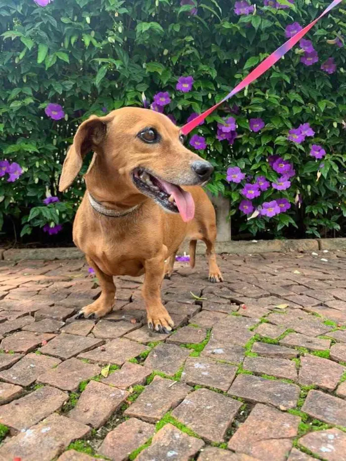 Cachorro ra a Daschaund idade 6 ou mais anos nome Mel 