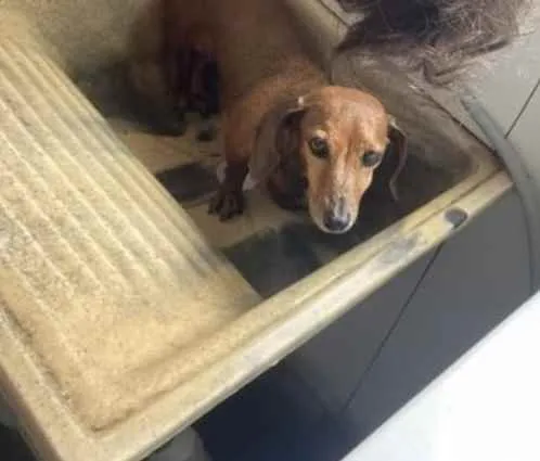 Cachorro ra a Daschaund idade 6 ou mais anos nome Mel 