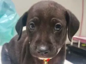 Cachorro raça Mestiço  idade 2 a 6 meses nome Zeus 