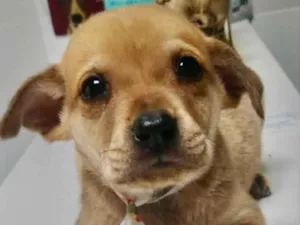 Cachorro raça Mestiço  idade 2 a 6 meses nome Marley 