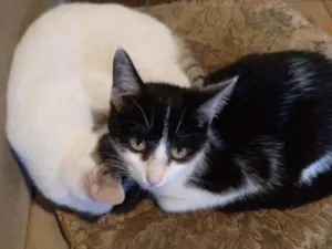 Gato raça Felino idade 7 a 11 meses nome Frajola