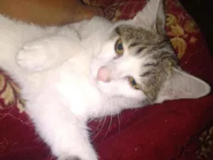 Gato raça Felino idade 7 a 11 meses nome Docinho