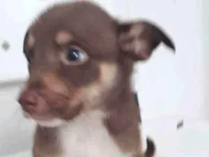 Cachorro raça SRD idade 2 a 6 meses nome PETER