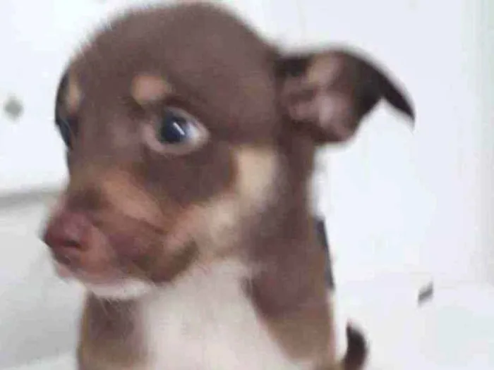 Cachorro raça SRD idade 2 a 6 meses nome PETER