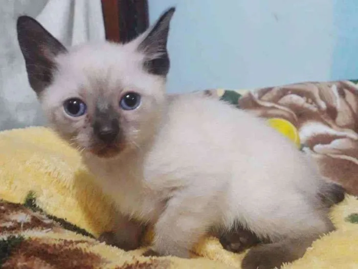 Gato raça SRD idade 2 a 6 meses nome NARIZINHO