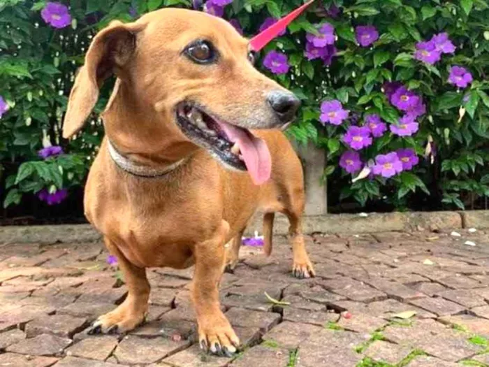 Cachorro ra a Daschaund idade 6 ou mais anos nome Mel 