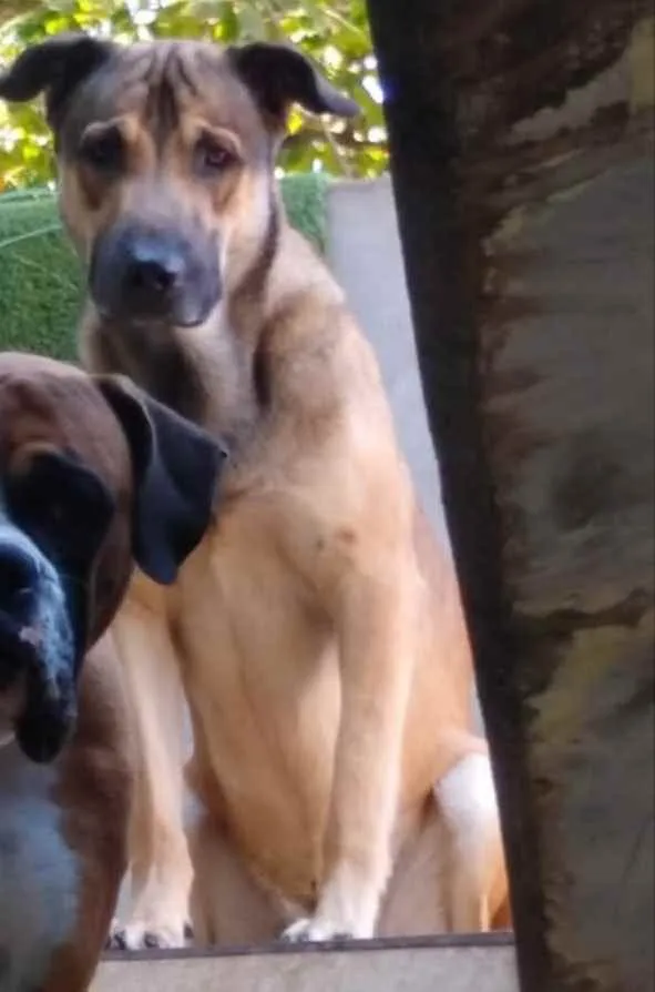 Cachorro raça Pastor alemão melinois idade 3 anos nome Lobinho