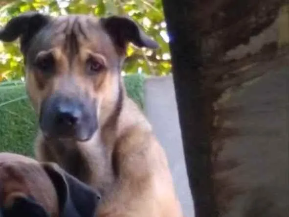 Cachorro raça Pastor alemão melinois idade 3 anos nome Lobinho