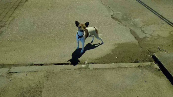 Cachorro ra a  idade 2 anos nome Nao sei