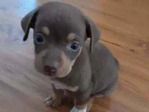 Cachorro raça Vira lata idade Abaixo de 2 meses nome Juma