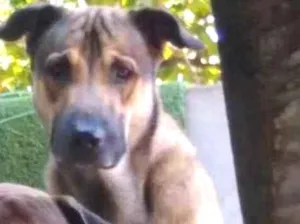 Cachorro raça Pastor alemão melinois idade 3 anos nome Lobinho