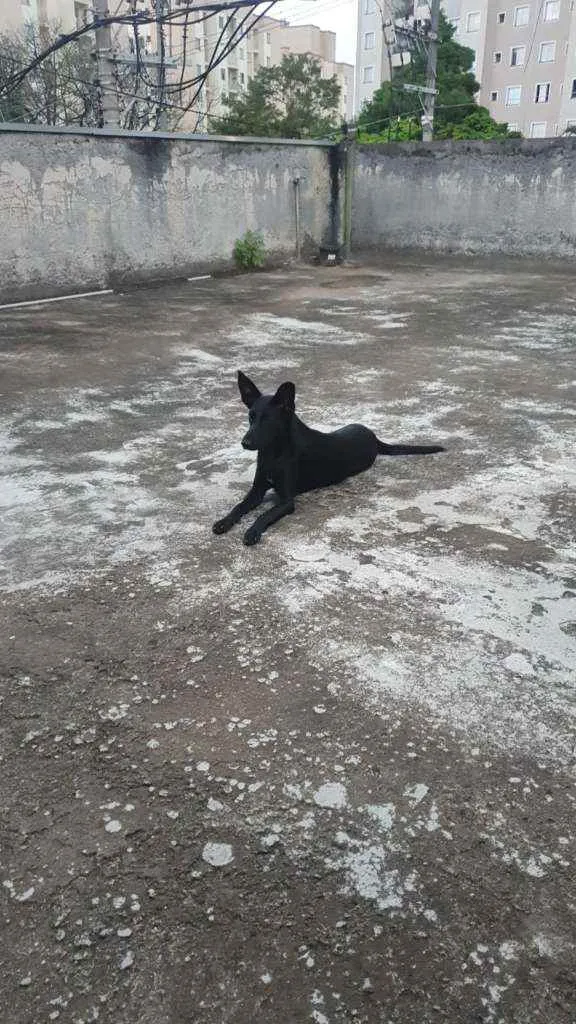 Cachorro ra a Mestiça idade 2 anos nome Layka