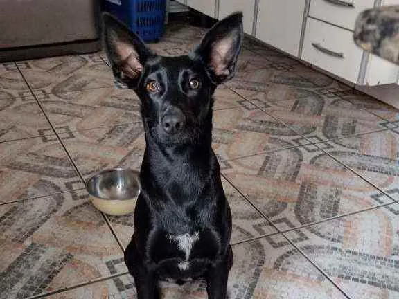 Cachorro ra a Mestiça idade 2 anos nome Layka