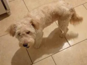 Cachorro raça Pudo  idade 1 ano nome Toddy