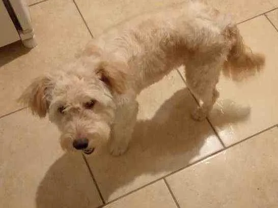 Cachorro raça Pudo  idade 1 ano nome Toddy