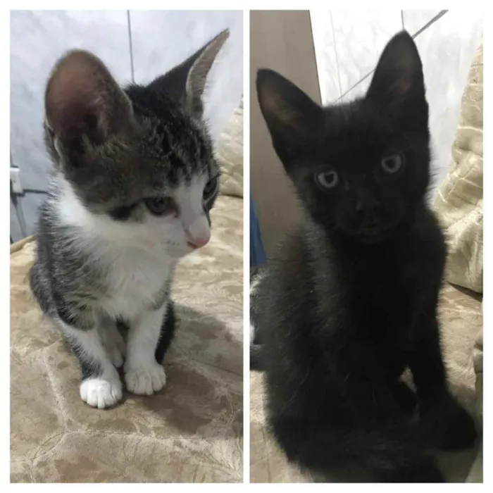 Gato ra a Sem raça definida  idade Abaixo de 2 meses nome Sem nomes