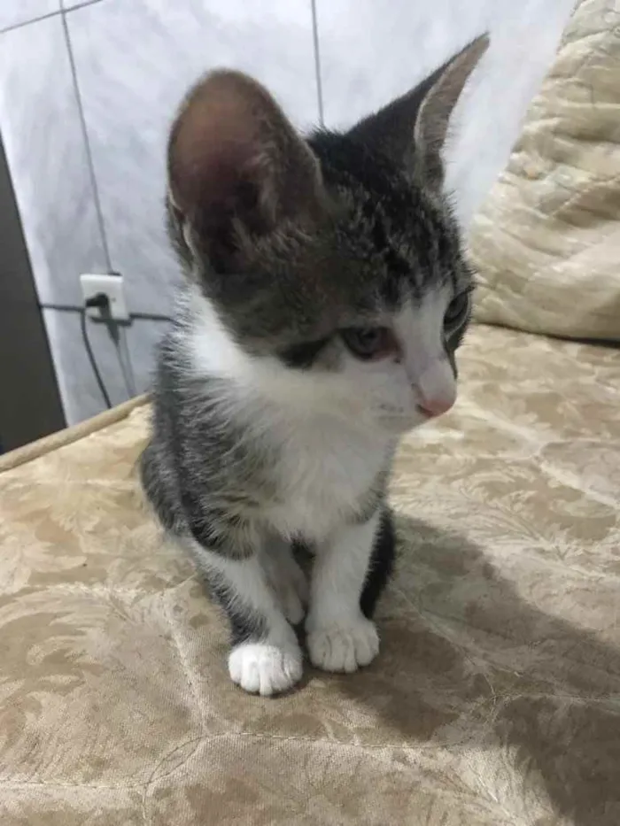 Gato ra a Sem raça definida  idade Abaixo de 2 meses nome Sem nomes