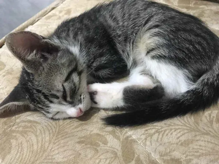 Gato ra a Sem raça definida  idade Abaixo de 2 meses nome Sem nomes