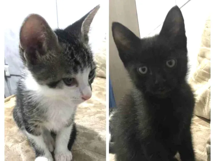 Gato ra a Sem raça definida  idade Abaixo de 2 meses nome Sem nomes