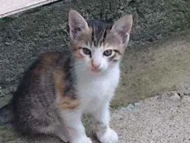 Gato ra a SRD idade 2 a 6 meses nome Ariel