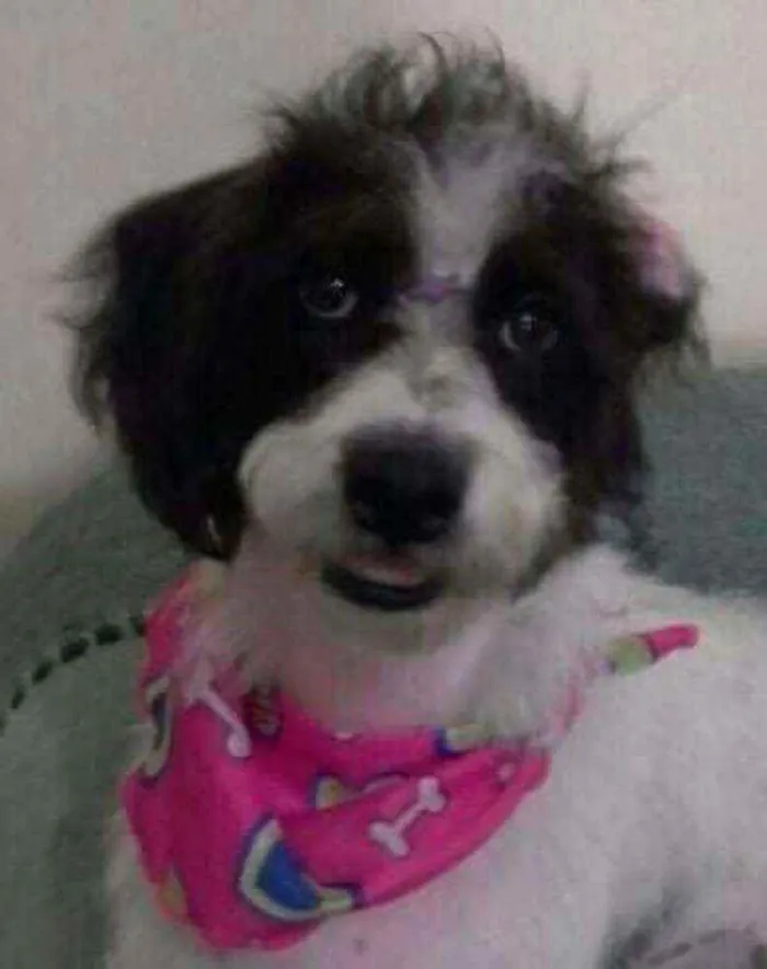 Cachorro ra a Misturada idade 5 anos nome CRISTAL