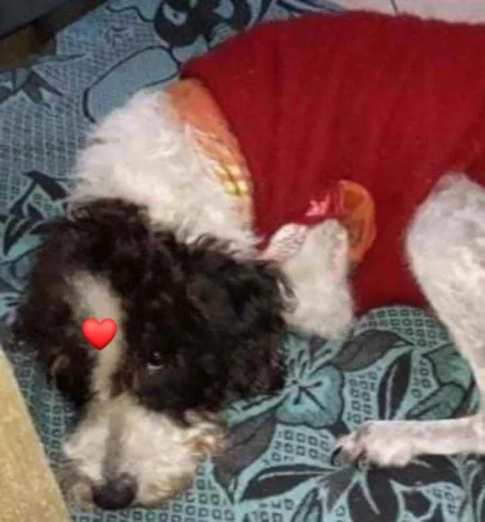 Cachorro ra a Misturada idade 5 anos nome CRISTAL