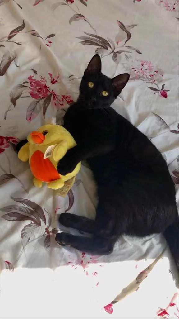 Gato raça Srd  idade 1 ano nome Negão 