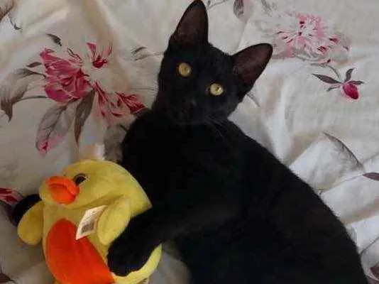 Gato raça Srd  idade 1 ano nome Negão 