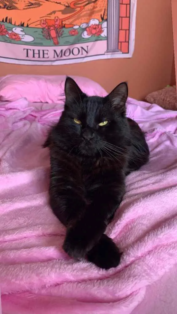 Gato raça Srd idade 1 ano nome Neguinho 