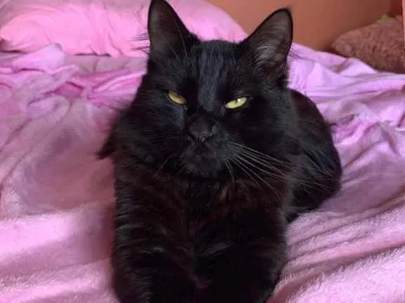Gato raça Srd idade 1 ano nome Neguinho 