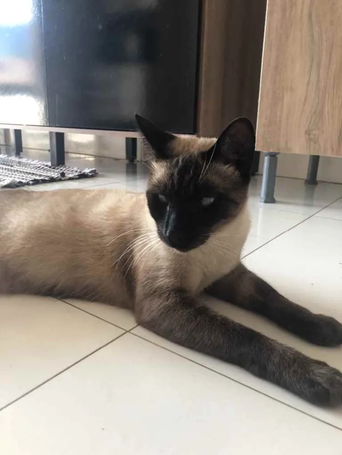 Gato raça Siamês  idade 2 anos nome Vesgo 