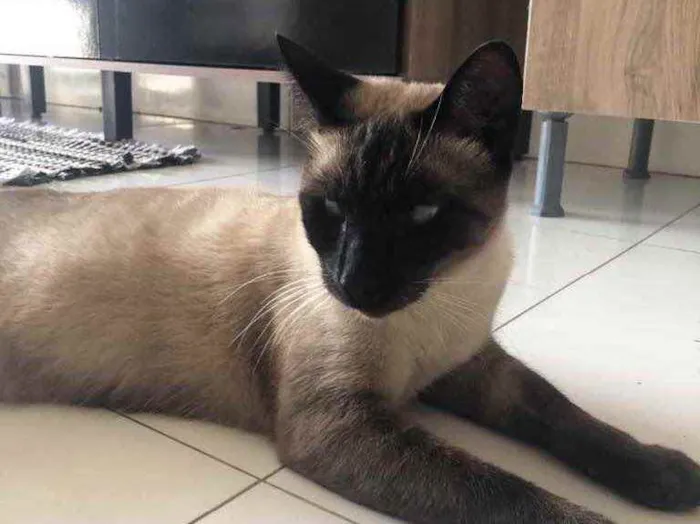 Gato raça Siamês  idade 2 anos nome Vesgo 
