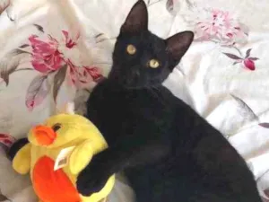 Gato raça Srd  idade 1 ano nome Negão 