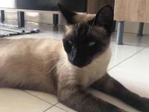 Gato raça Siamês  idade 2 anos nome Vesgo 