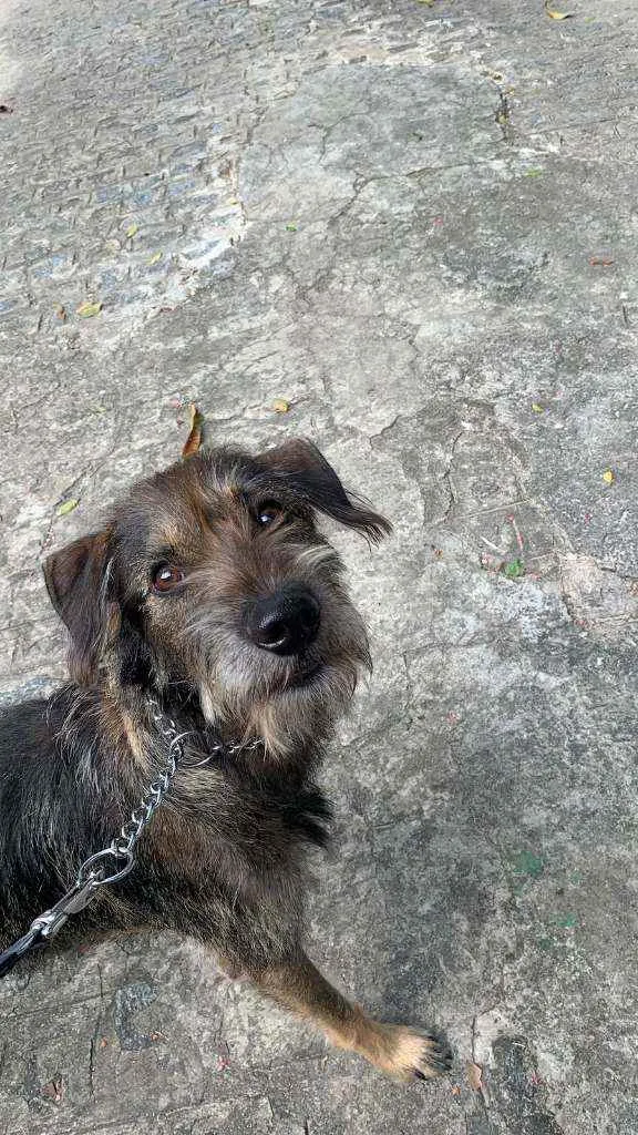 Cachorro ra a vira-lata idade 1 ano nome Adamastor